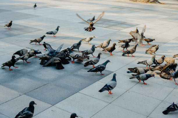 istock High angel view Large group of bird 1222935560