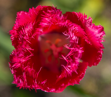 Top down view of a red tulip in spring, St. Stephens Green, Dublin, Ireland.