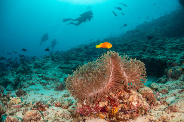 istock Clownfish and soft coral with divers in the background 1222935664