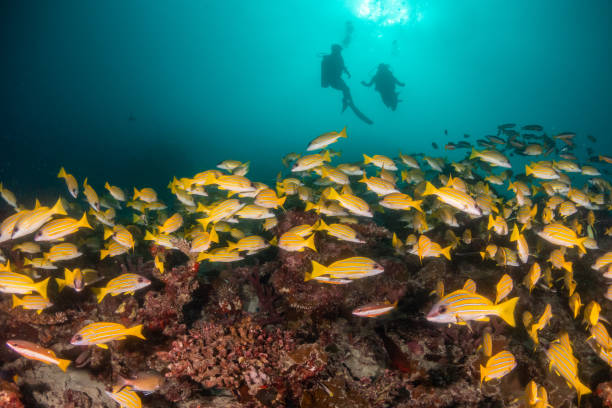 istock Scuba diver silhouette behind a huge school of tropical reef fish underwater 1222935708