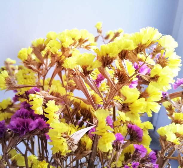 foto de flores secas amarelo e rosa brilhante - limonium - fotografias e filmes do acervo