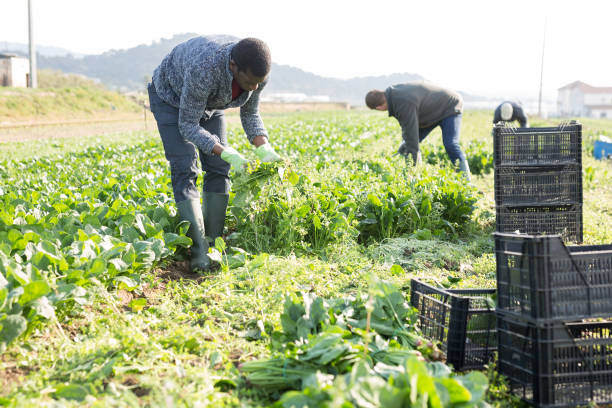 istock Farmers work on field - harvest and clean spinach 1222937459