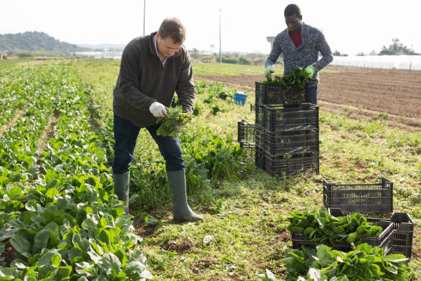 istock Farmers work on field - harvest and clean spinach 1222937495