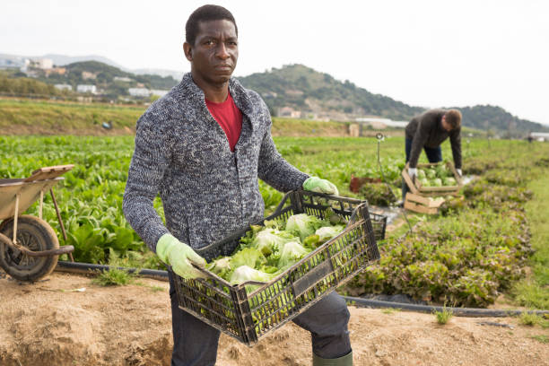 istock African farm worker carrying box with lettuce 1222937527