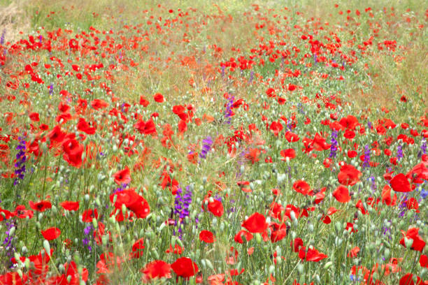 istock Flowering landscape in spring. Beautiful nature. 1222937713