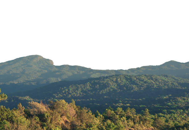 beautiful scenery foggy mountains and Forest Hill landscape with silhouettes isolated on white background
