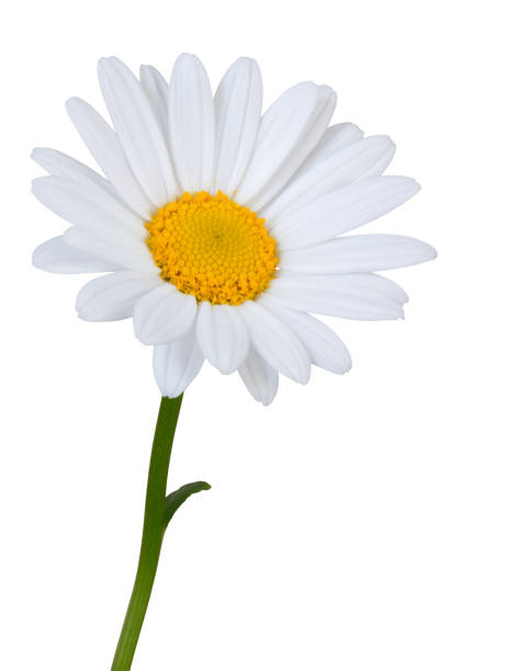istock Lovely white Daisy (Marguerite) in side view, isolated on white background including clipping path. 1222938989