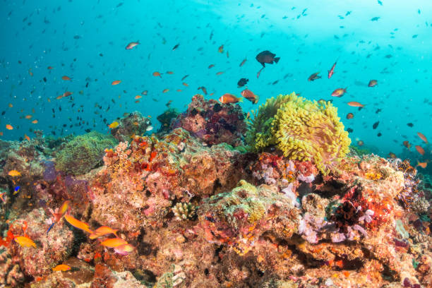 istock Colorful coral formations surrounded by small tropical fish 1222939368