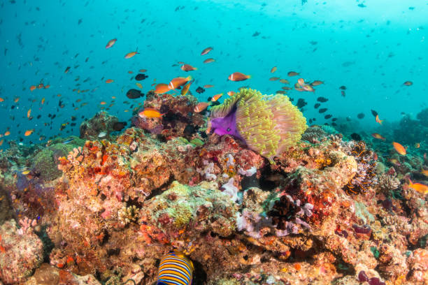 istock Colorful coral formations surrounded by small tropical fish 1222939394