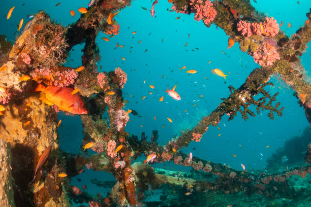 istock Underwater wreckage covered in coral and surrounded by fish 1222939408