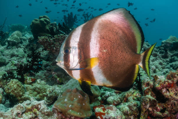 istock Batfish swimming over coral surrounded by fish 1222939415