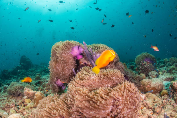 istock Clown, nemo anemone fish sheltered in their soft coral surrounded by tropical fish 1222939448