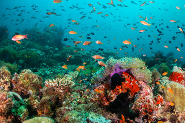 istock Colorful coral formations surrounded by small tropical fish 1222939450