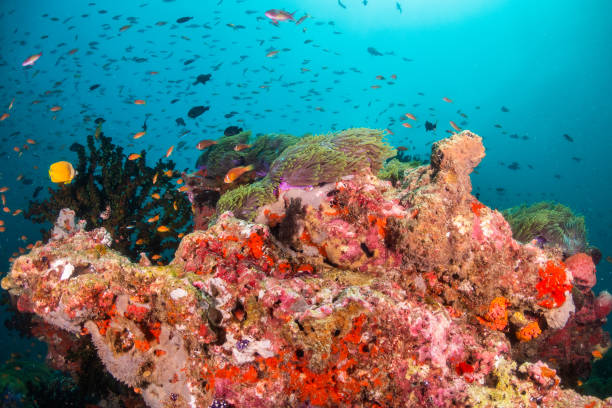 istock Colorful coral formations surrounded by small tropical fish 1222939452