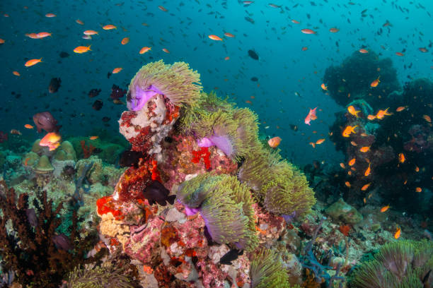 istock Colorful coral formations surrounded by small tropical fish 1222939461