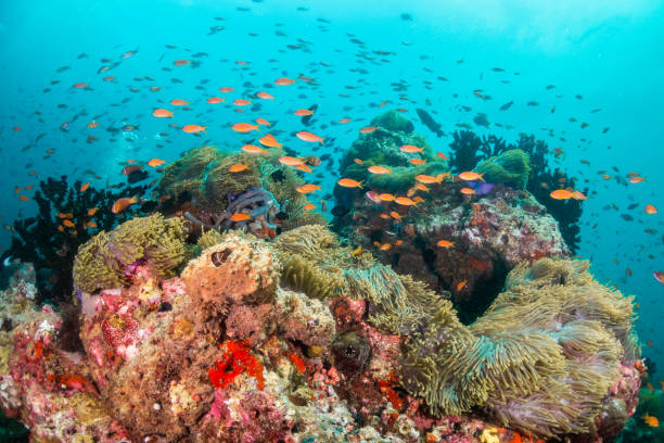 istock Colorful coral formations surrounded by small tropical fish 1222939495