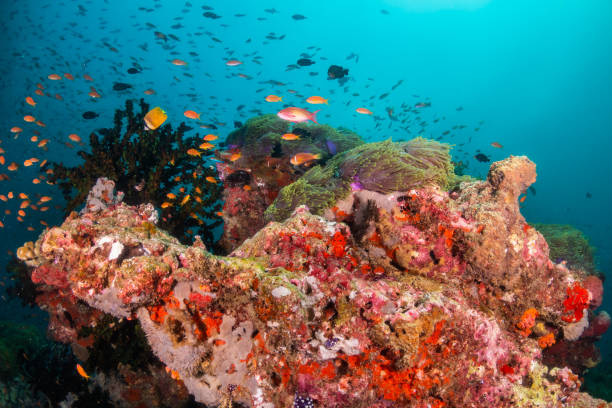 istock Colorful coral formations surrounded by small tropical fish 1222939538