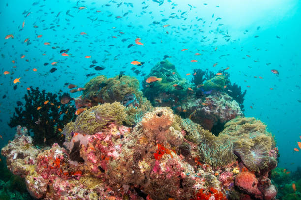 istock Colorful coral formations surrounded by small tropical fish 1222939558