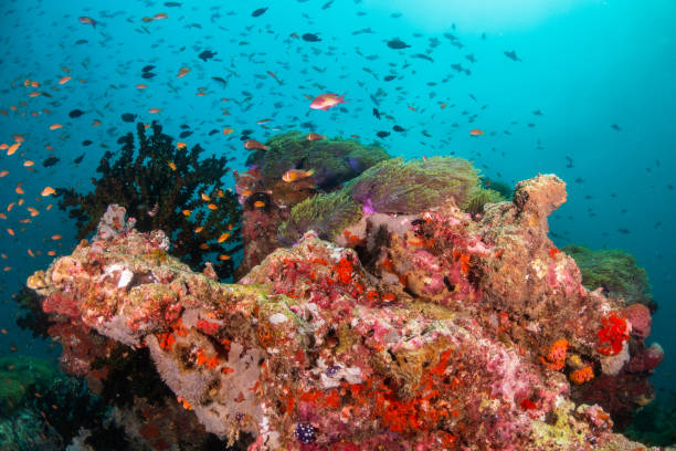 istock Colorful coral formations surrounded by small tropical fish 1222939587