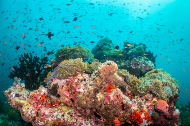 istock Colorful coral formations surrounded by small tropical fish 1222939609