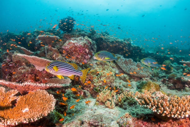 istock Colorful coral formations surrounded by small tropical fish 1222939616