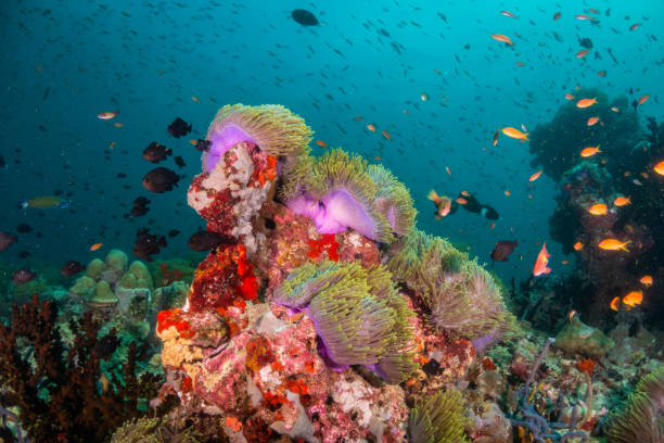 istock Colorful coral formations surrounded by small tropical fish 1222939629