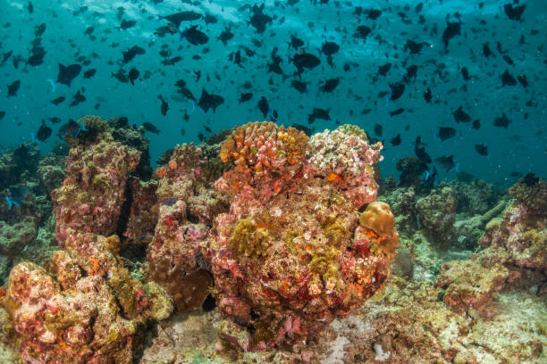 istock Colorful coral formations surrounded by small tropical fish 1222939653