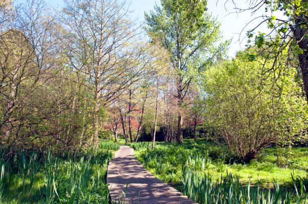 Scenes from a woodland walk along paths and tracks near the Jurassic Coast in Dorset. Spring flowers, trees and lush green foliage blossom in the bright sunshine that highlight beautiful nature and wildlife colours alongside streams and rivers of the woodland