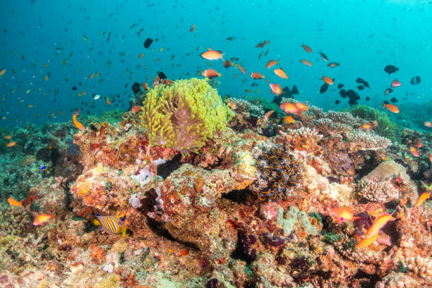 istock Colorful coral formations surrounded by small tropical fish 1222940364