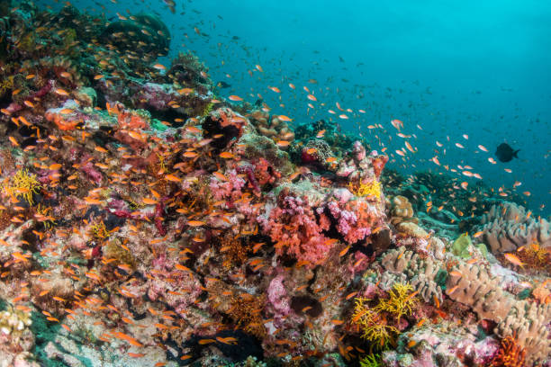 istock Colorful coral formations surrounded by small tropical fish 1222940547