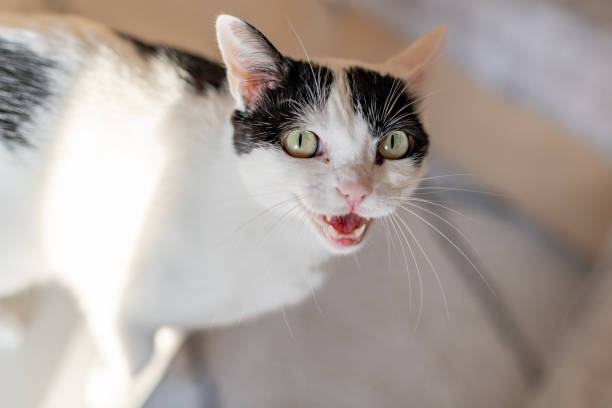 Cat meowing stock photo