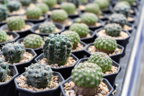 istock Mini Cactus pots in a garden 1222941954