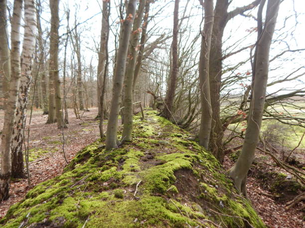 istock Walk through the surroundings of Talkau In spring 1222942198