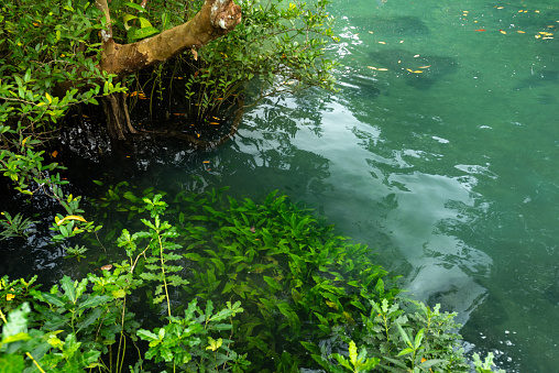 Mangrove trees along the turquoise green water in the stream. mangrove forests in Krabi province Thailand