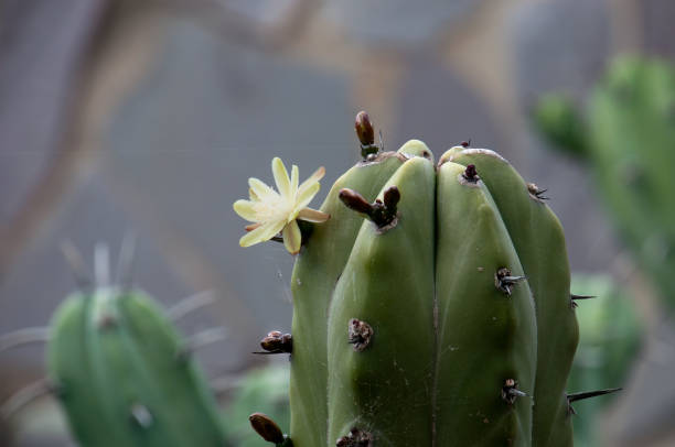 Pequeña Flor De Un Myrtillocactus Geometrizans Un Cactus Foto de stock y más banco de imágenes de Afilado - iStock Pequeña Flor De Un Myrtillocactus Geometrizans Un Cactus Foto de stock y más banco de imágenes de Afilado - iStock