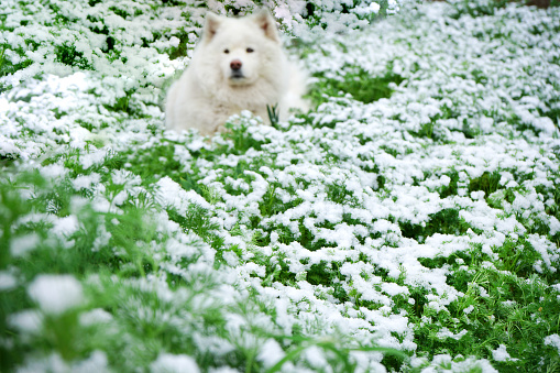 green grass covered with snow. spring time. green field with snow.
