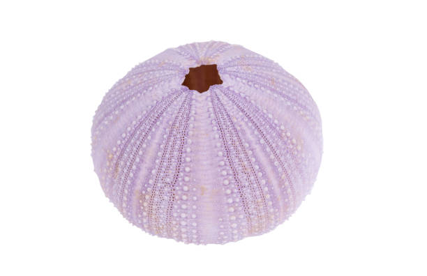 istock Sea urchin shell isolated on a white background with clipping path 1222942996