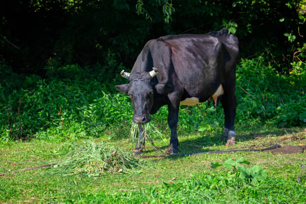 istock feeding of black cow 1222943009