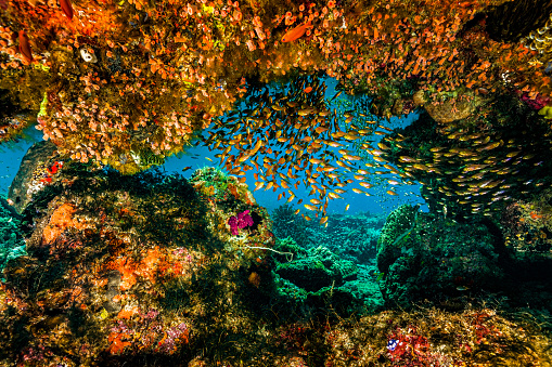 beautiful coral garden growing in the tropical waters in the coral triangle