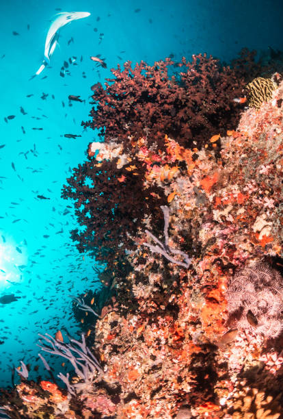 istock Colorful tropical fish swimming among coral reef 1222945829