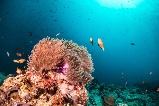 istock Colorful tropical fish swimming among coral reef 1222945861