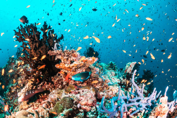 istock Colorful tropical fish swimming among coral reef 1222945894