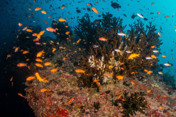 istock Colorful tropical fish swimming among coral reef 1222945919