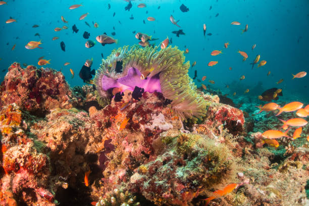 istock Colorful tropical fish swimming among coral reef 1222946000