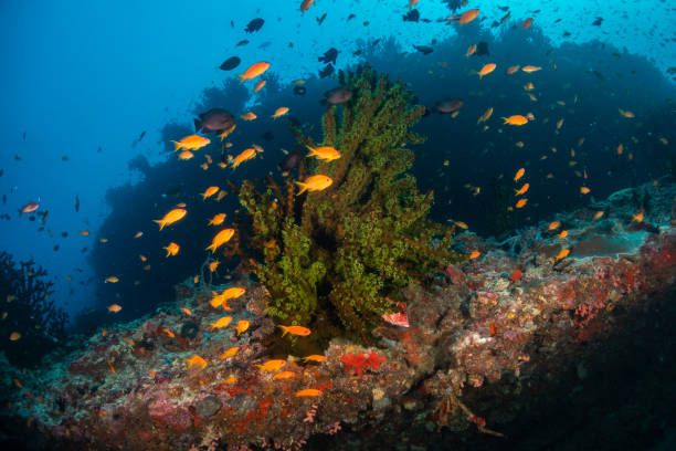 istock Colorful tropical fish swimming among coral reef 1222946110