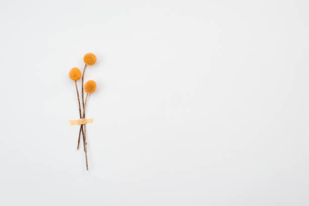 istock Yellow flowers isolated on yellow background 1222946148