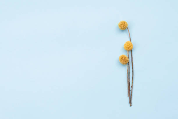Beautiful yellow flowers laid out on a blue background.