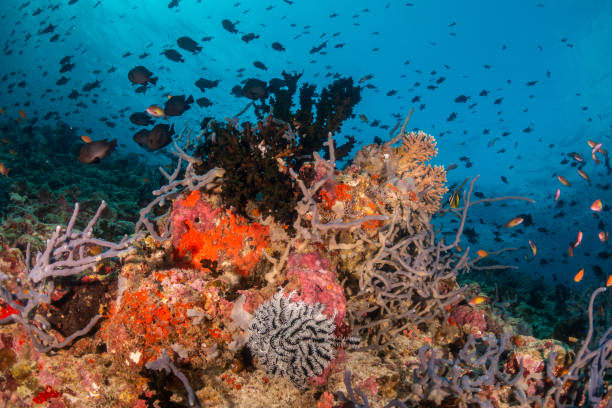 istock Colorful tropical fish swimming among coral reef 1222946287