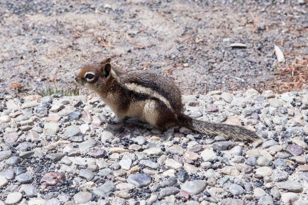 istock Squirrel at Yellowstone National Park 1222947417