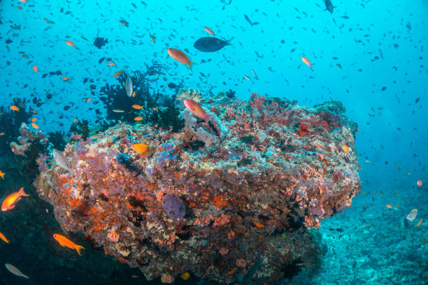 istock Colorful coral reef and fish scene 1222947721